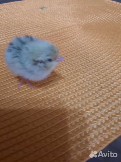 Перепела продажа