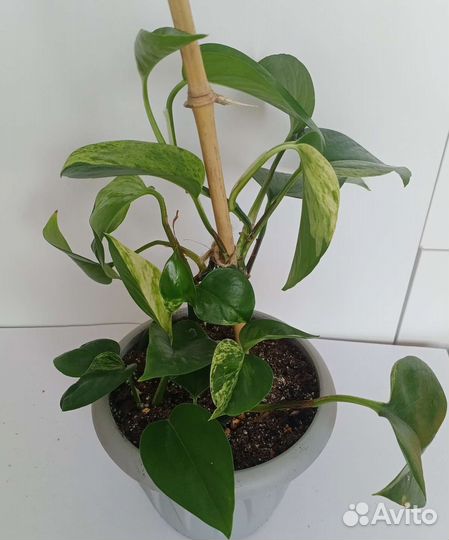 Сциндапсусы