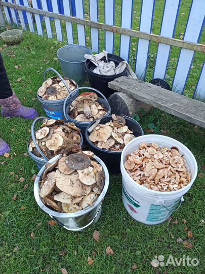 Грибы опята грузди