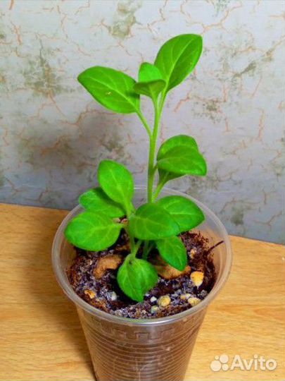 Петуния Тайдал Вейф Сильвер