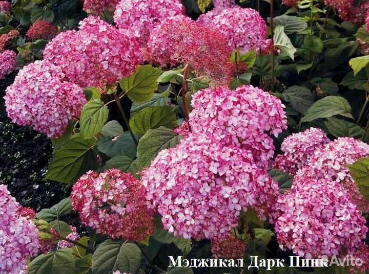 Гортензия Древовидная в ассортименте