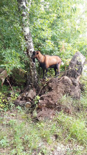 Продам козлика