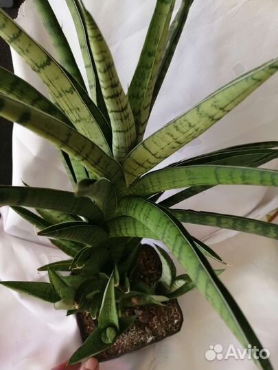 Сансевиерия