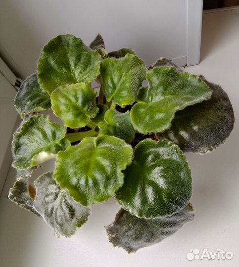 Фиалки, детки