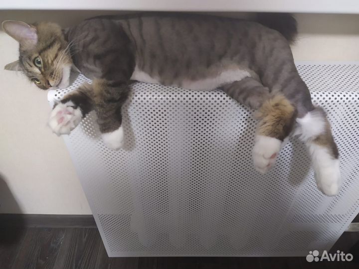 Груминг кошек выезд на дом