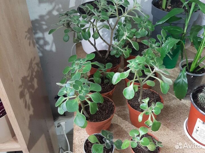 Продам цветы комнатные