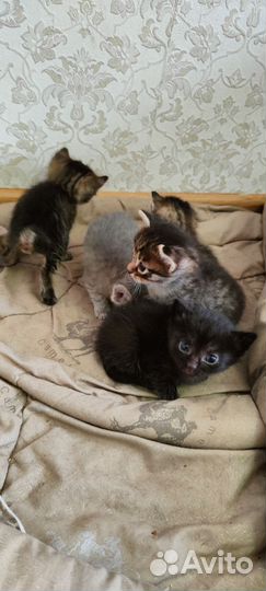 Котята в добрые руки