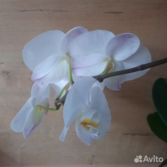 Орхидея фаленопсис
