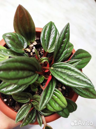 Переромия россо