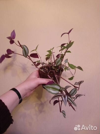 Комнатные растения