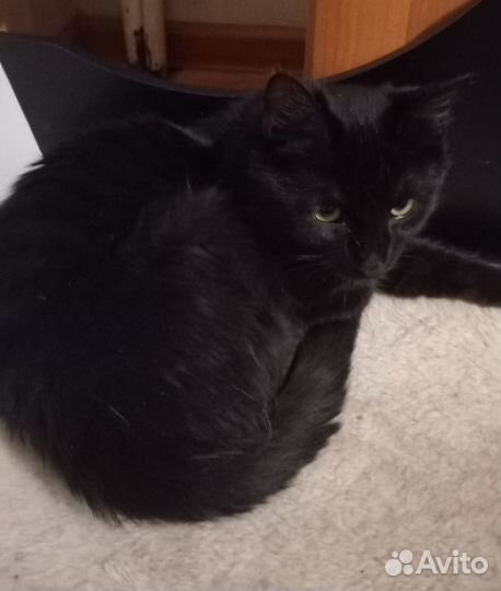 Котенок Уголек в поисках ответственных людей