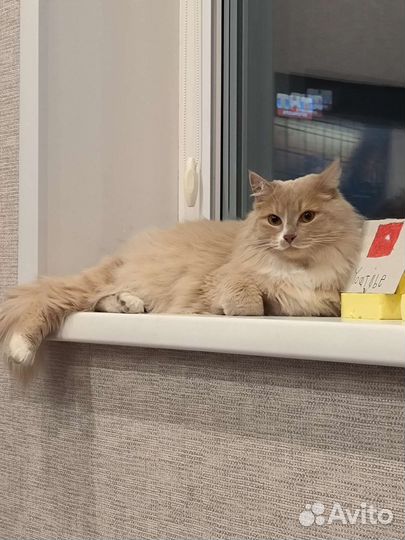 Кошечка, 2 года