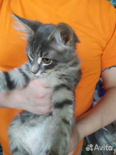 Зеленоглазая красавица в хорошие руки