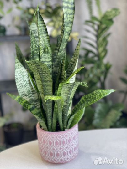 Сансевиерия