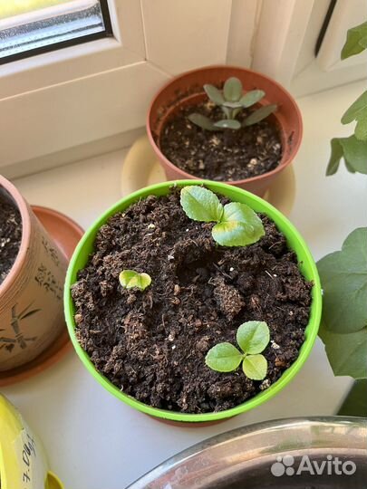 Комнатные растения,цветы, лимоны,денежное дерево