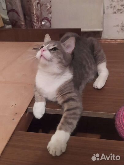 Милая кошечка подросток ищет дом