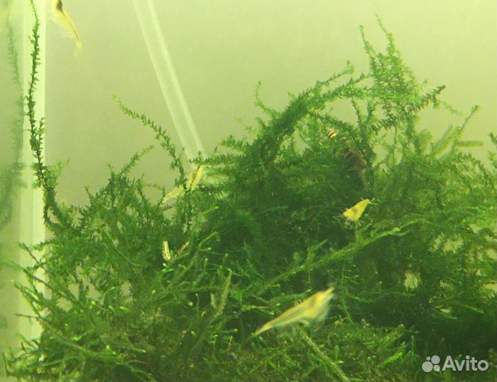 Креветки вишня, желтые, шоколадные, синие, амано