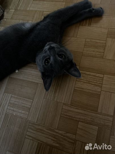 Кот и кошечка