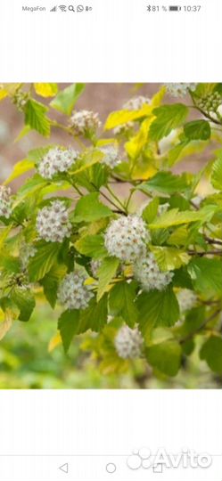 Саженцы пузыреплодника Harret