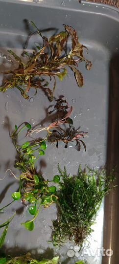 Аквариумные растения