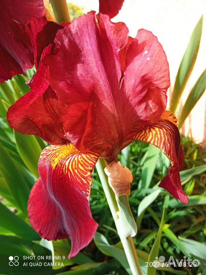 Ирисы сортовые крупные, высокие