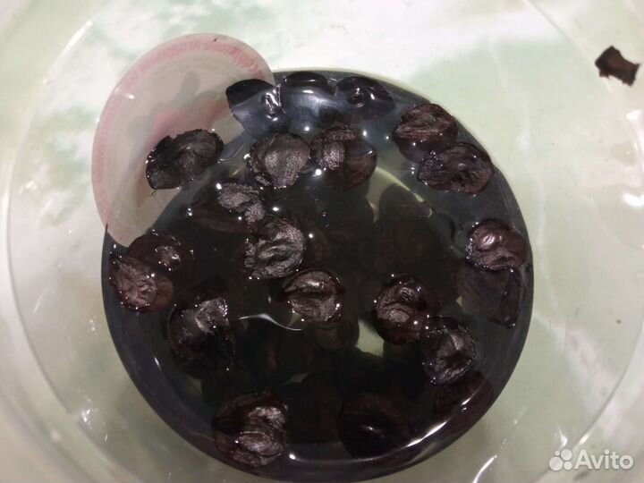 Гиппеаструм. Пророщенные семена в мини-тепличке