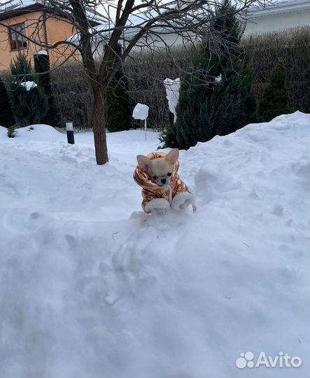 Одежда для собаки