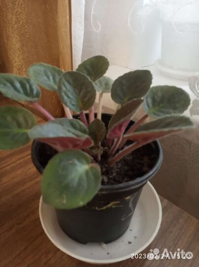 Фиалки сортовая