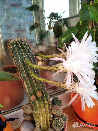 Кактусы. Цветущий сорт. Декор