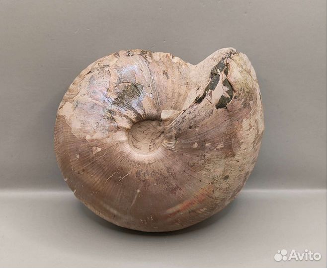 Аммонит Cadochamoussetia, Россия / Окаменелости
