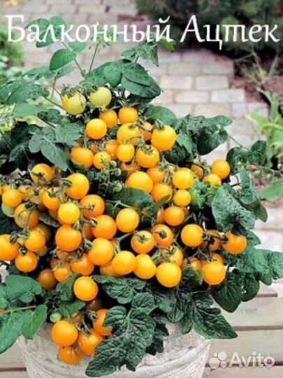 Семена томатов Балконных (Болгария)