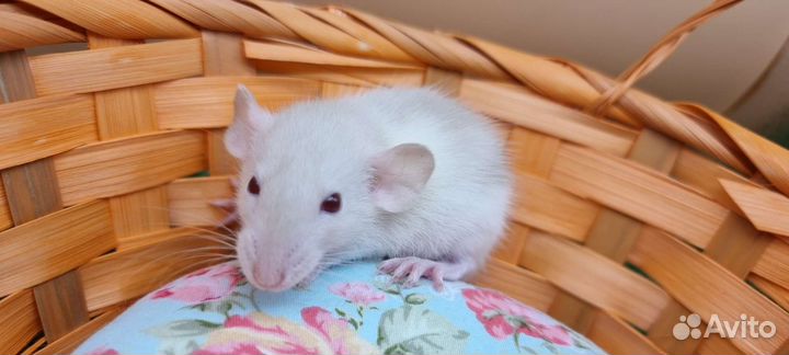 Крыса крысята дамбо стандарт рекс питомник