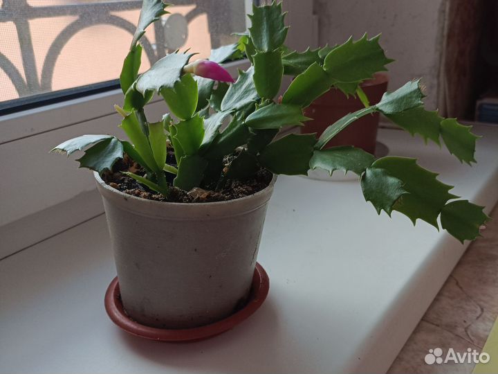 Комнатные цветы