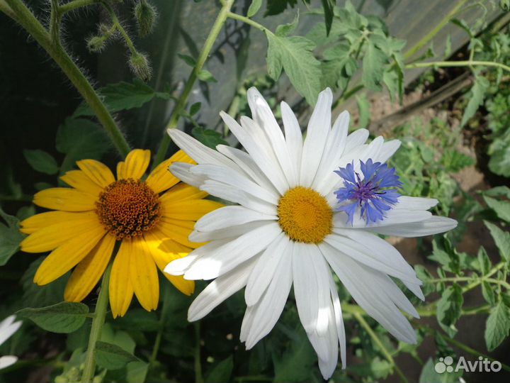 Ромашка белая 3вида и многол.цветы.Дост.бесп