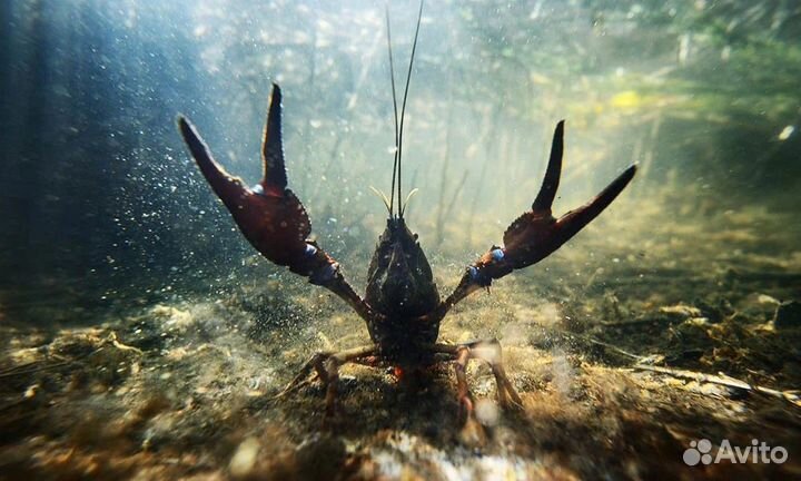 Раки крупные