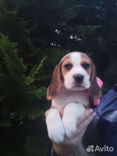 Щенок бигль