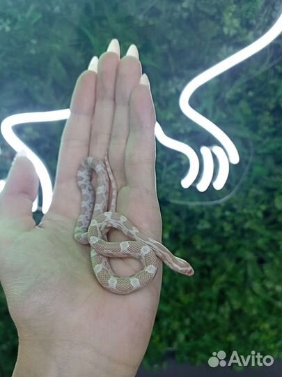 Маисовый полоз