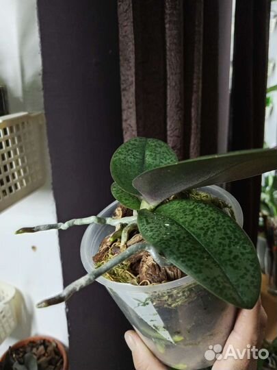 Орхидея фаленопсис