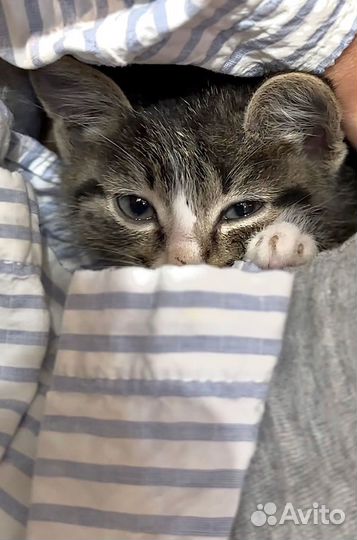 Отдам в добрые руки котенка