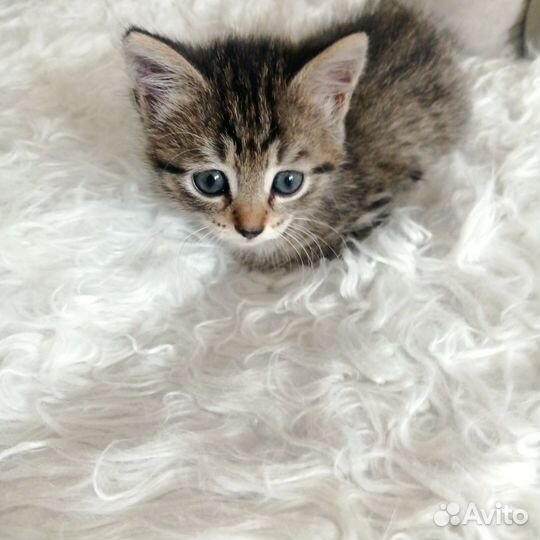 Отдам бесплатно кошечек