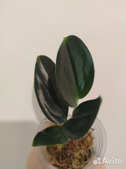 Сциндапсус эпипремнум