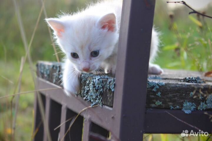 Рыжий котенок - мальчик 1 мес