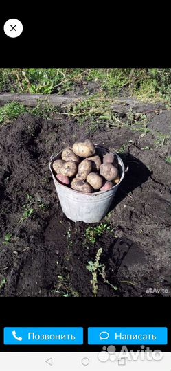 Продам картофель