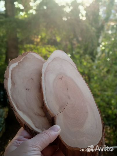 Слэб дерева и спилы