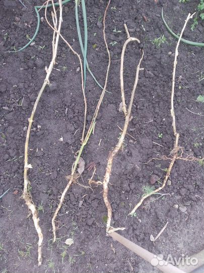 Гортензия белая шаровидная Анабель