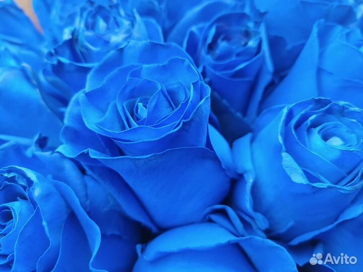 Розы, синие розы 25 шт