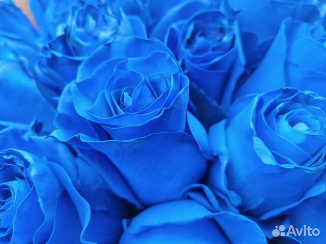 Розы, синие розы 25 шт