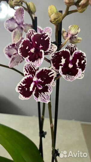 Орхидея фаленопсис