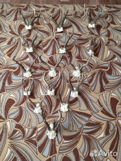 Рога косули