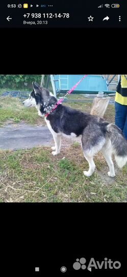 Сибирский хаски